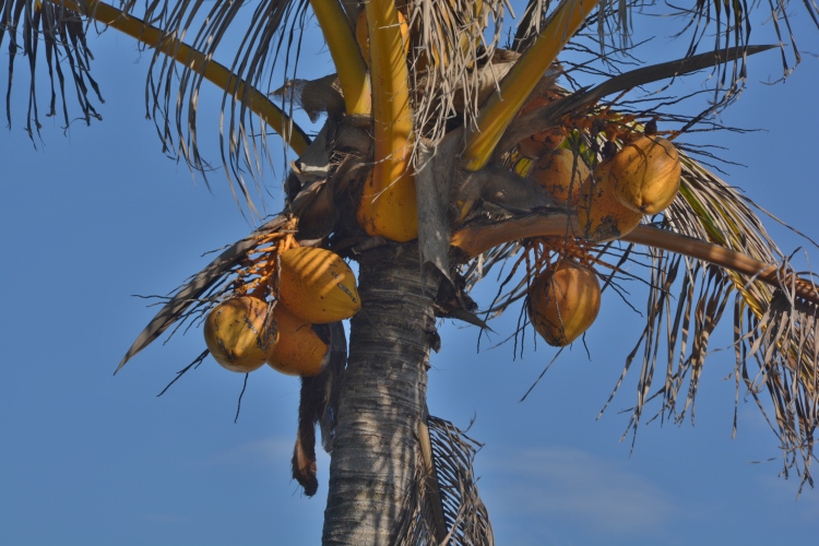 coconuts in a tree